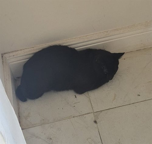CHARMING - Domestic Short Hair available for adoption