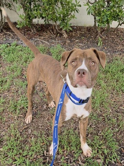 SHY GUY - American Staffordshire Terrier available for adoption