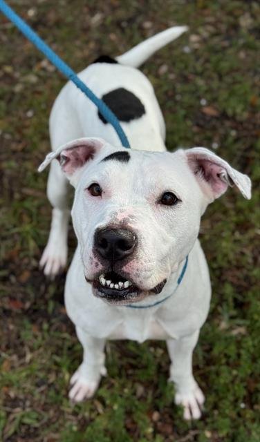 SNOWY - American Staffordshire Terrier available for adoption