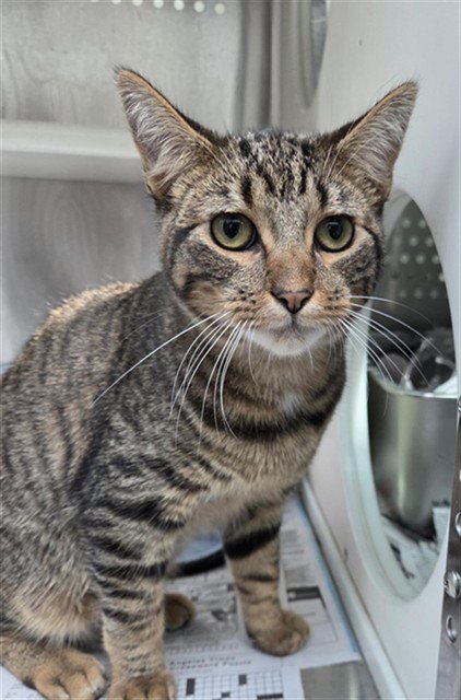 MAXWELL - Domestic Short Hair available for adoption