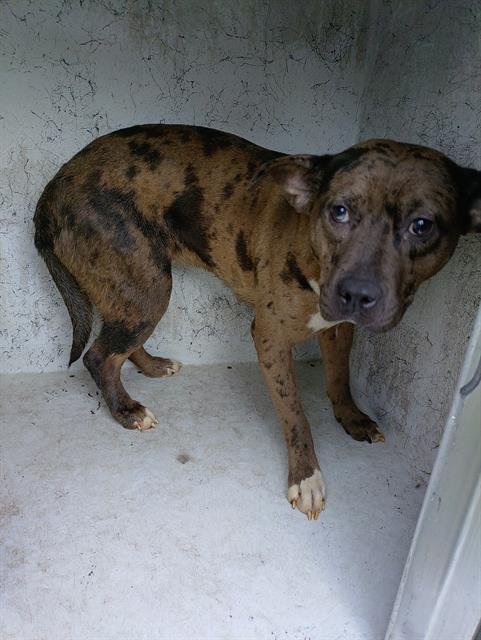 WEDNESDAY - American Staffordshire Terrier available for adoption