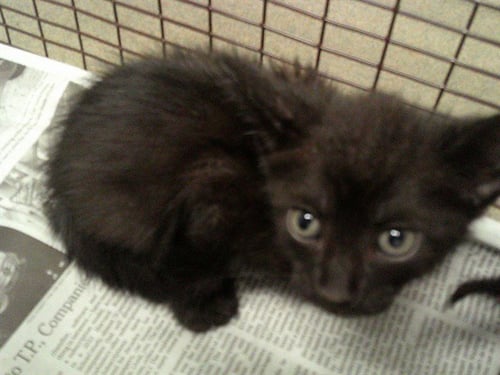 A2477104 - Domestic Short Hair available for adoption