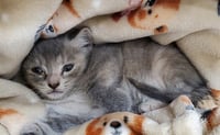 PEBBLES - Photo 1