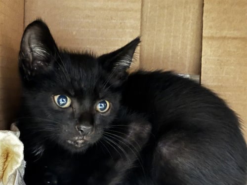 SOSA - Domestic Short Hair available for adoption