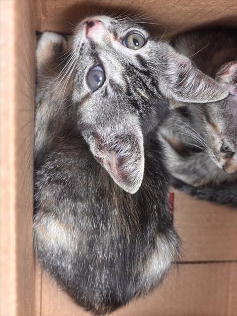 GABBY Image