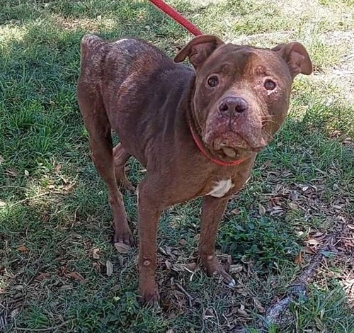 MERVIN - American Staffordshire Terrier available for adoption