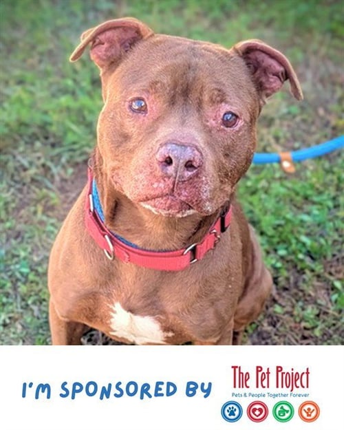 MERVIN - American Staffordshire Terrier available for adoption
