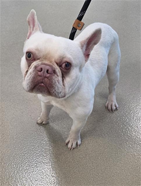 BRODY - French Bulldog available for adoption
