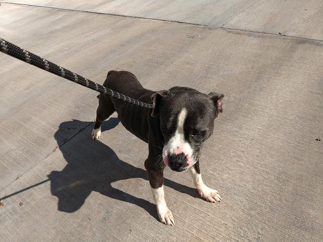 BALTO BLAISE - Labrador Retriever available for adoption