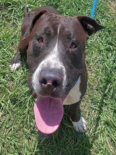 MACK - American Staffordshire Terrier available for adoption