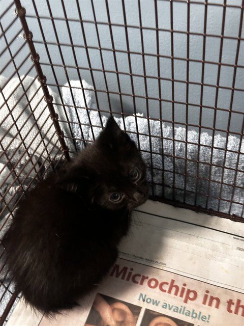 A2476125 - Domestic Short Hair available for adoption