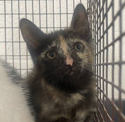 MACARONI - Domestic Short Hair available for adoption