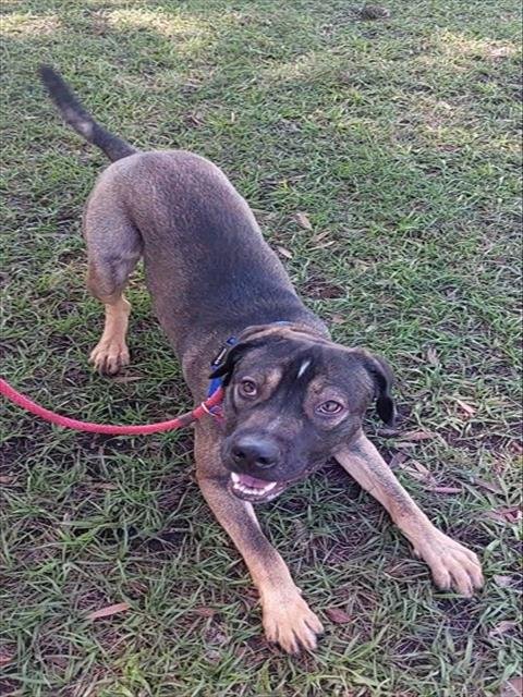 LUCKI - German Shepherd Dog available for adoption