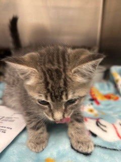 LILY - Domestic Short Hair available for adoption