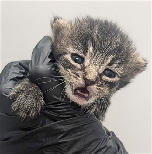 *SHOCK - Domestic Short Hair available for adoption