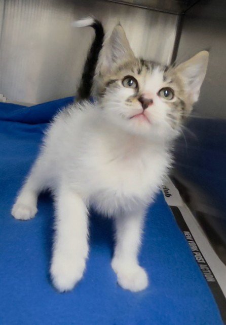 JACE - Domestic Short Hair available for adoption