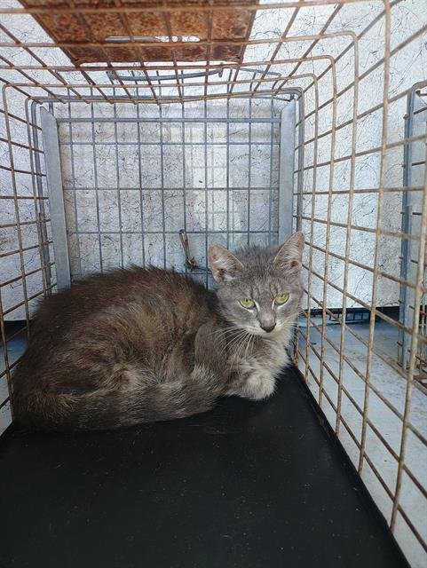 PETIT - Domestic Long Hair available for adoption