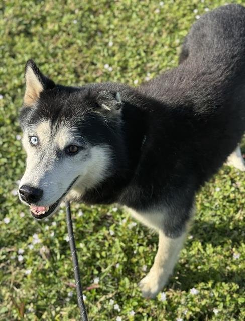 COLT - Siberian Husky available for adoption