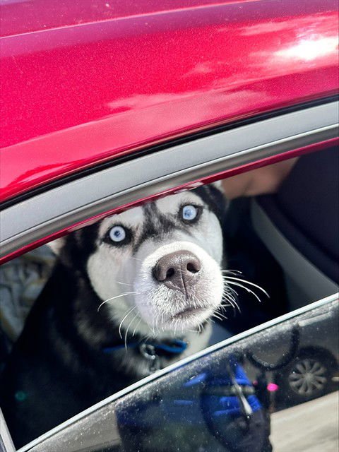 COCO - Siberian Husky available for adoption