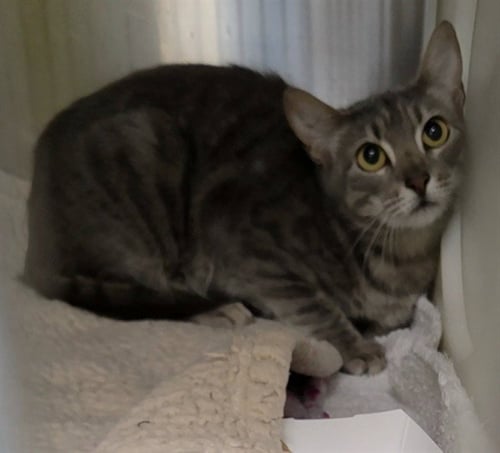 21 - Domestic Short Hair available for adoption
