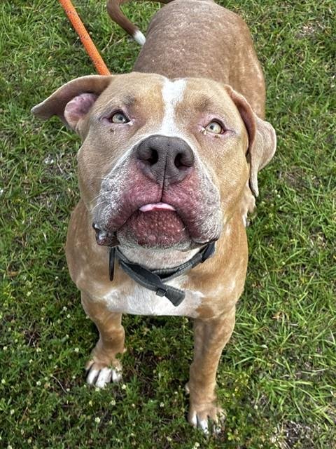 CHARMING - American Bulldog available for adoption