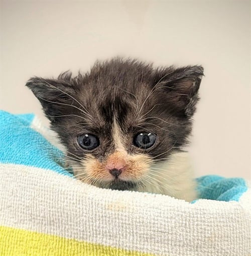 A2480370 - Domestic Short Hair available for adoption