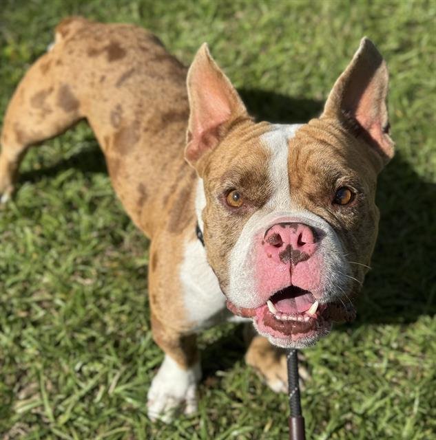 HEPHAESTUS - English Bulldog available for adoption