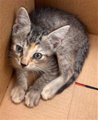 GINA - Domestic Short Hair available for adoption