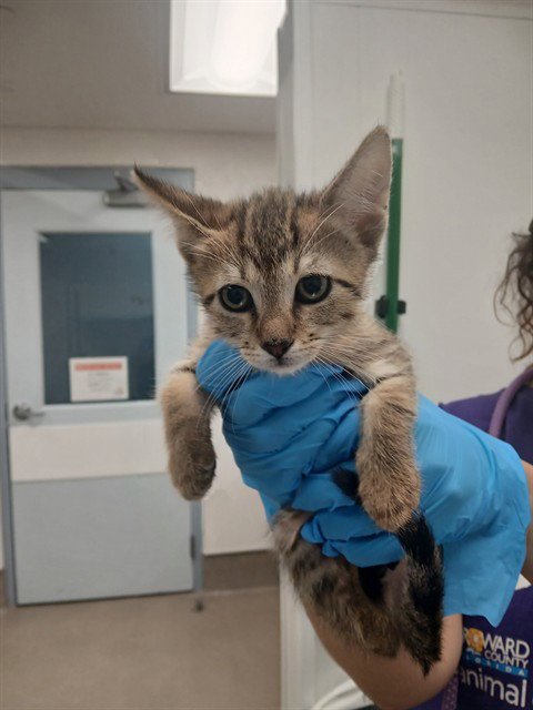 TORONTO - Domestic Short Hair available for adoption