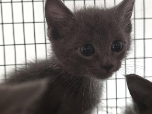 *LITTLEFOOT - Domestic Short Hair available for adoption