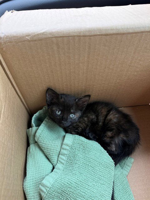 LOVE - Domestic Short Hair available for adoption