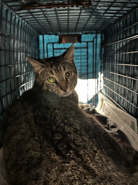 ORBIT - Domestic Short Hair available for adoption