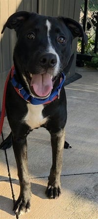 *WOOFER - Photo 1