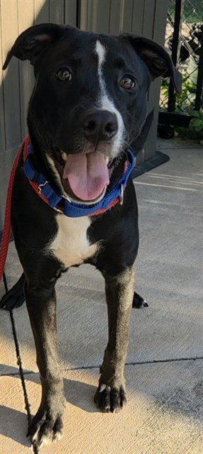 *WOOFER - American Staffordshire Terrier available for adoption