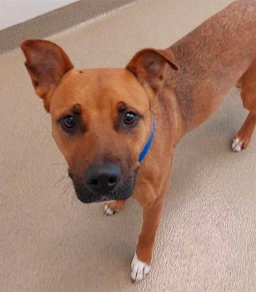 CANELA - American Staffordshire Terrier available for adoption