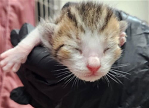 GARU - Domestic Short Hair available for adoption