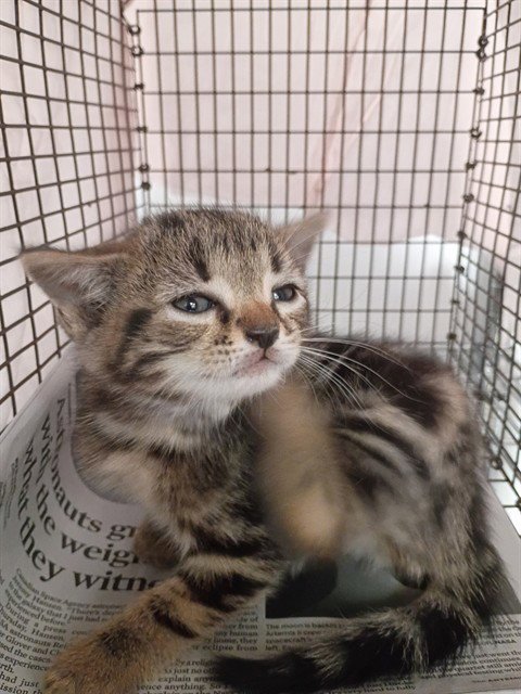 MR. MAPLE - Domestic Short Hair available for adoption