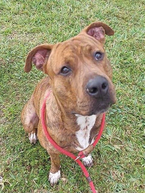 ARLO - American Staffordshire Terrier available for adoption