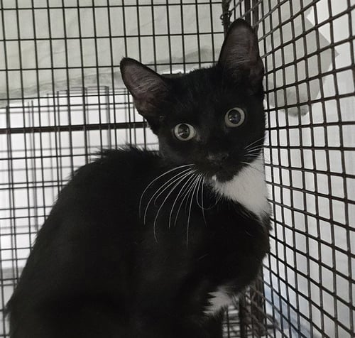 YOGURT - Domestic Short Hair available for adoption