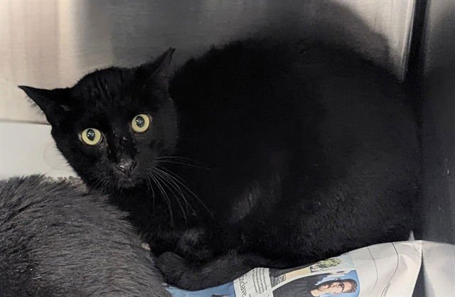 ALEX - Domestic Short Hair available for adoption