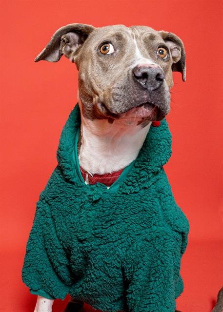 TRIS - American Staffordshire Terrier available for adoption