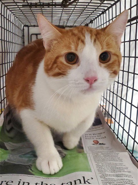 SHORT STACK - Domestic Short Hair available for adoption