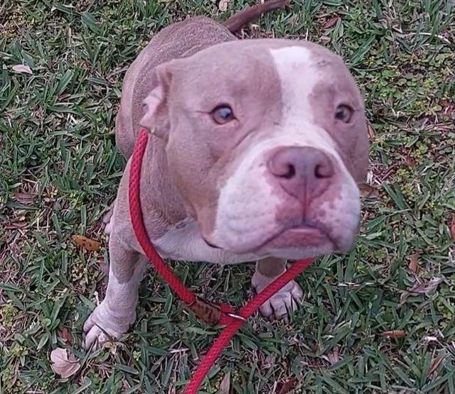 HEATH - American Staffordshire Terrier available for adoption