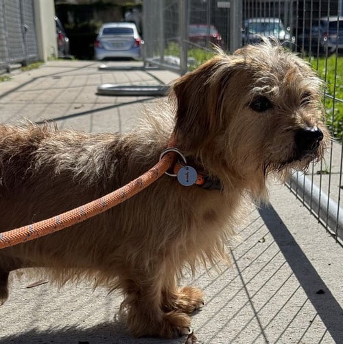 TANNER - Australian Terrier / Border Terrier available for adoption