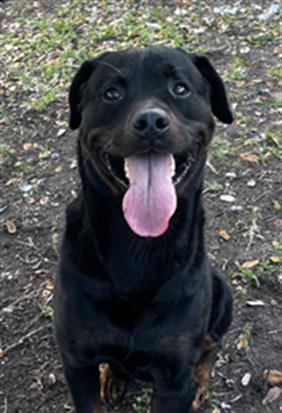 SAINT - Rottweiler available for adoption