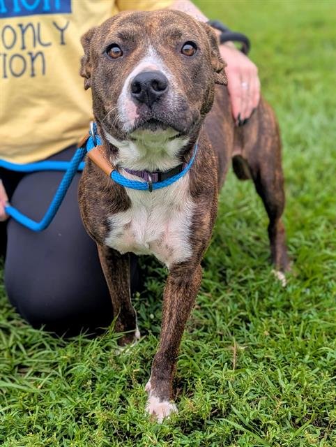 BLITZEN - American Staffordshire Terrier available for adoption