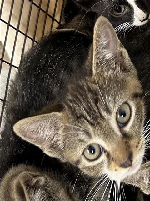 PANCAKE - Domestic Short Hair available for adoption