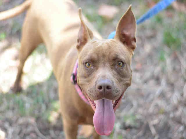 PARIS - American Staffordshire Terrier available for adoption