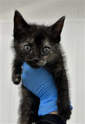 ALLISON - Domestic Short Hair available for adoption