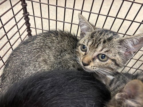 GIL - Domestic Short Hair available for adoption